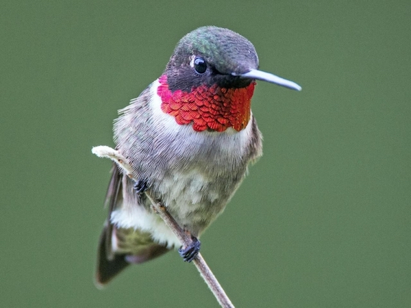 rubythroatedhummermale