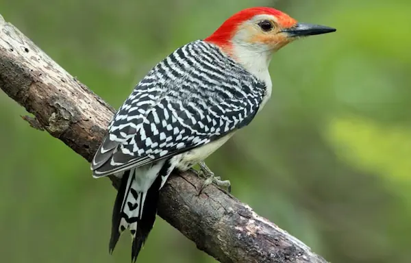 red-bellied woodpecker 2
