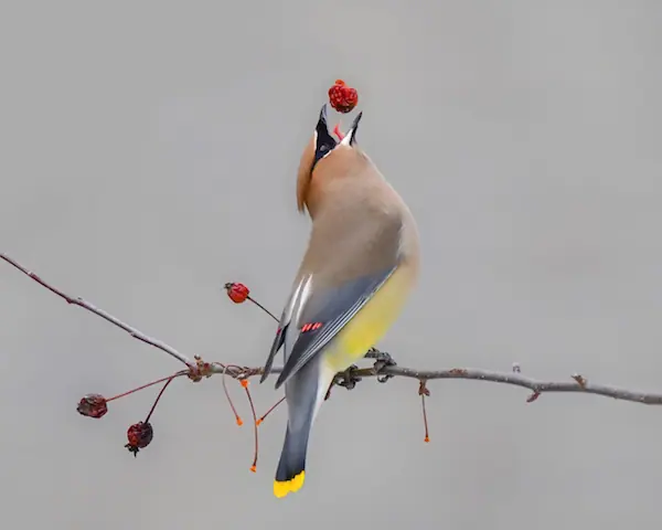 Cedar Waxwing with fruit