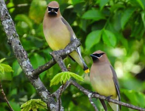 Tennessee Warbler December 2025