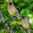 Cedar Waxwings