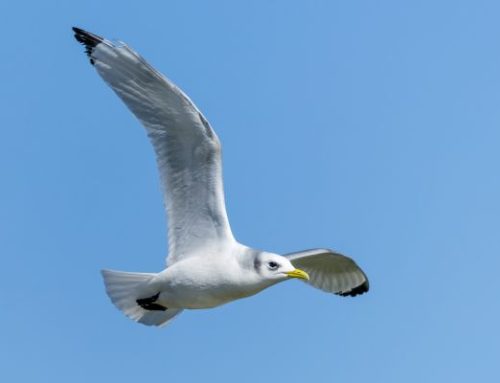 Tennessee Warbler April 2026