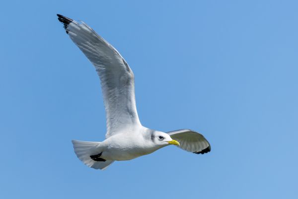 Kittiwake Upchurch