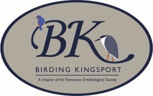 Kingsport Logo