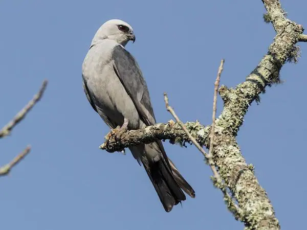 Mississippi Kite