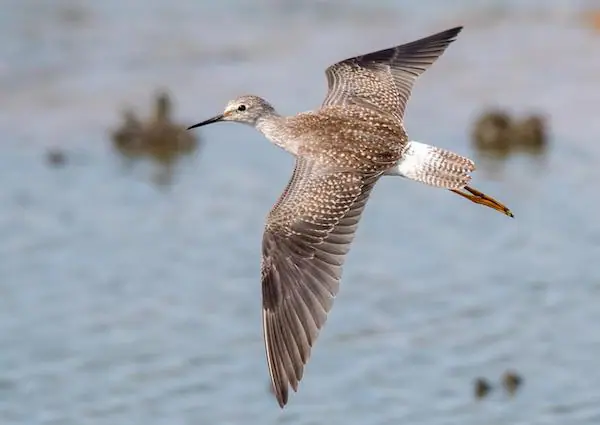 juv lesser yellowlegs ark 092620