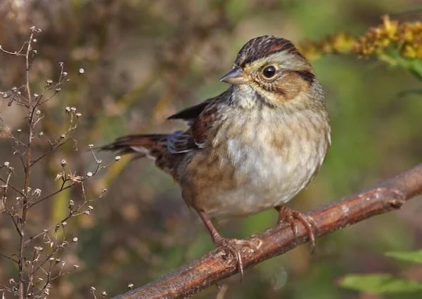 swamp sparrow